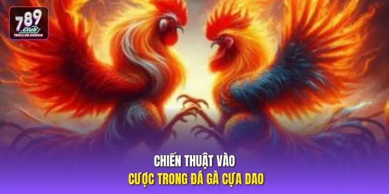 Chiến thuật vào cược trong đá gà cựa dao